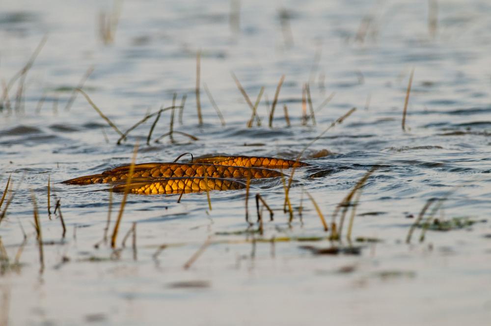 crapi - carp-backs.jpg